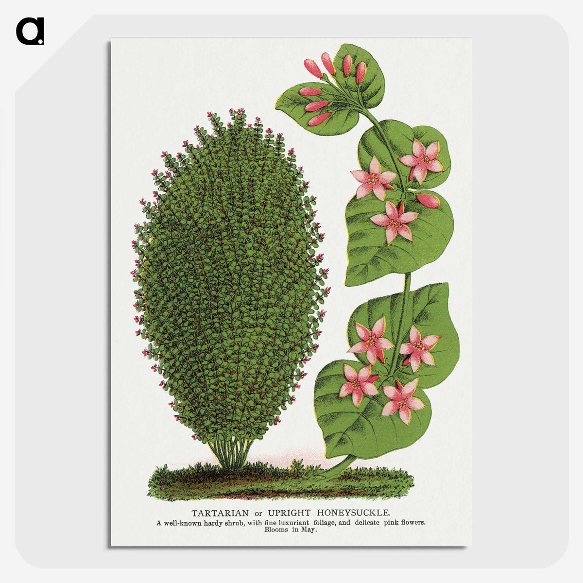 1-66_Botanical-Specimen-Plates_picture-crop