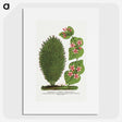 1-66_Botanical-Specimen-Plates_picture