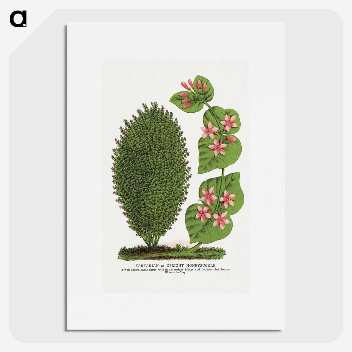 1-66_Botanical-Specimen-Plates_picture