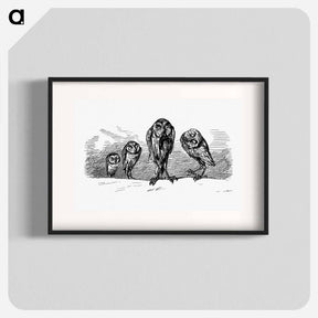 アートポスター-Owls from Griset's Grotesques
 - 大英図書館 Poster.