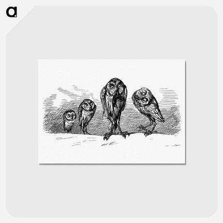 アートポストカード-Owls from Griset's Grotesques
 - 大英図書館 Postcard.