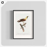 1-66_Des-Oiseaux-de-Paradis_blk