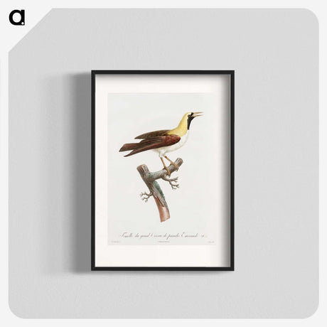 1-66_Des-Oiseaux-de-Paradis_blk