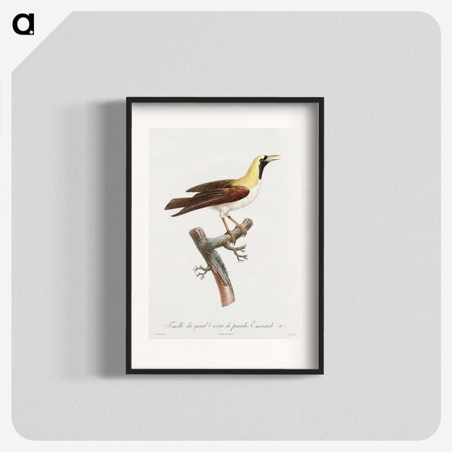 1-66_Des-Oiseaux-de-Paradis_blk