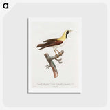 1-66_Des-Oiseaux-de-Paradis_hagaki