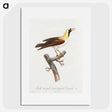 1-66_Des-Oiseaux-de-Paradis_picture