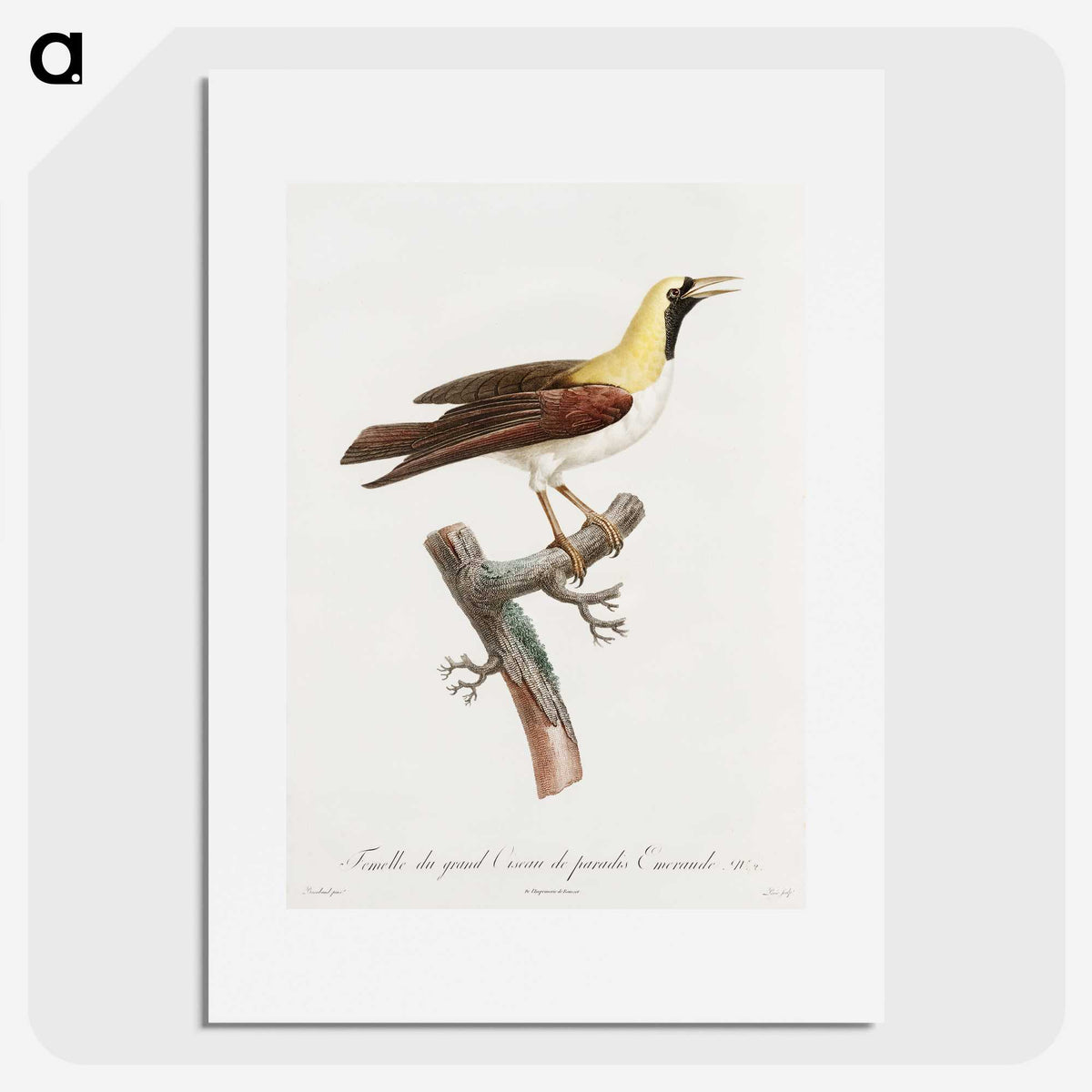 1-66_Des-Oiseaux-de-Paradis_picture