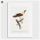 1-66_Des-Oiseaux-de-Paradis_picture
