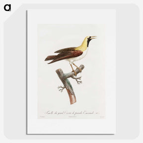 1-66_Des-Oiseaux-de-Paradis_picture