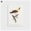 1-66_Des-Oiseaux-de-Paradis_postcard