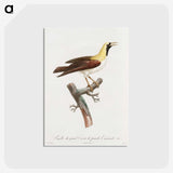 1-66_Des-Oiseaux-de-Paradis_postcard