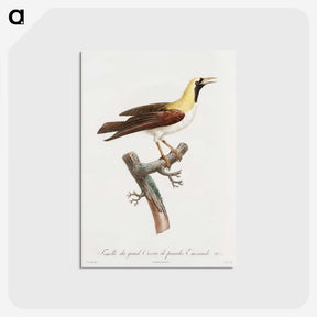 1-66_Des-Oiseaux-de-Paradis_postcard