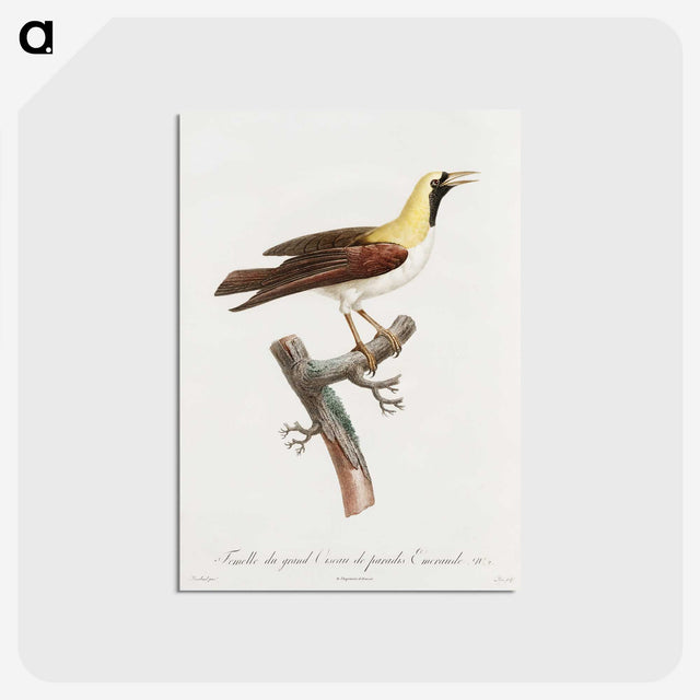1-66_Des-Oiseaux-de-Paradis_postcard