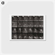 アートポストカード-Wrestling Men
 - エドワード マイブリッジ Postcard.