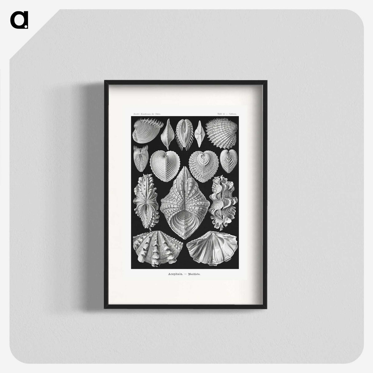 1-66_Ernst-Haeckel_blk