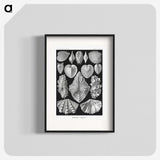 1-66_Ernst-Haeckel_blk