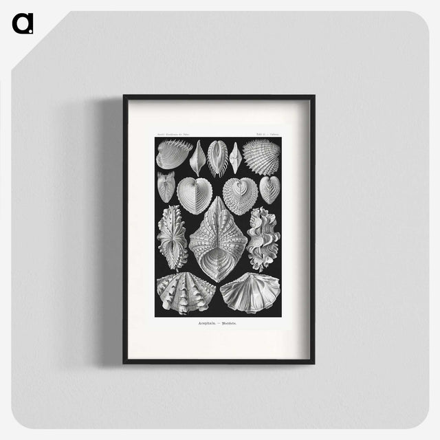 1-66_Ernst-Haeckel_blk