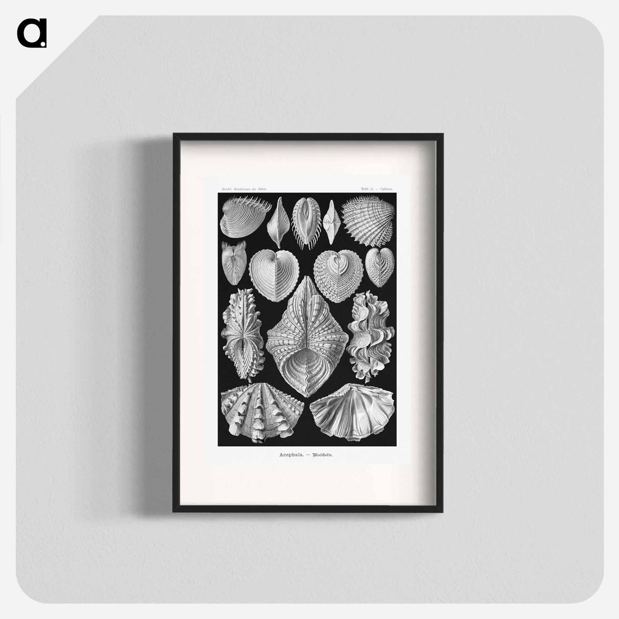 Acephala–Muscheln from Kunstformen der Natur - エルンスト ヘッケル Poster.
