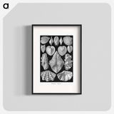 Acephala–Muscheln from Kunstformen der Natur - エルンスト ヘッケル Poster.