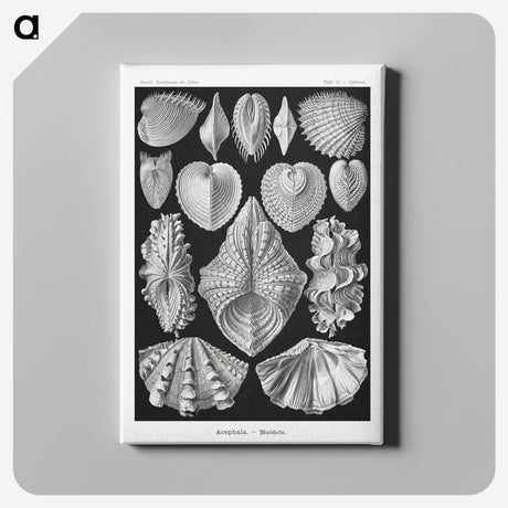 1-66_Ernst-Haeckel_canvas
