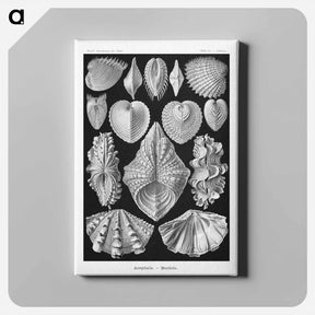 アートパネル-Acephala–Muscheln from Kunstformen der Natur - エルンスト ヘッケル Canvas.
