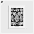 アートポストカード-Acephala–Muscheln from Kunstformen der Natur - エルンスト ヘッケル Postcard.