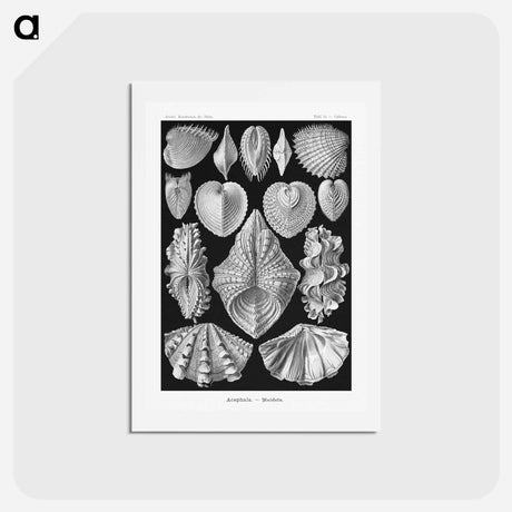 アートポストカード-Acephala–Muscheln from Kunstformen der Natur - エルンスト ヘッケル Postcard.