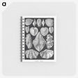 1-66_Ernst-Haeckel_memo