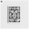 アートメモ帳-Acephala–Muscheln from Kunstformen der Natur - エルンスト ヘッケル Memo.