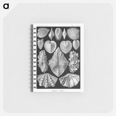 アートメモ帳-Acephala–Muscheln from Kunstformen der Natur - エルンスト ヘッケル Memo.