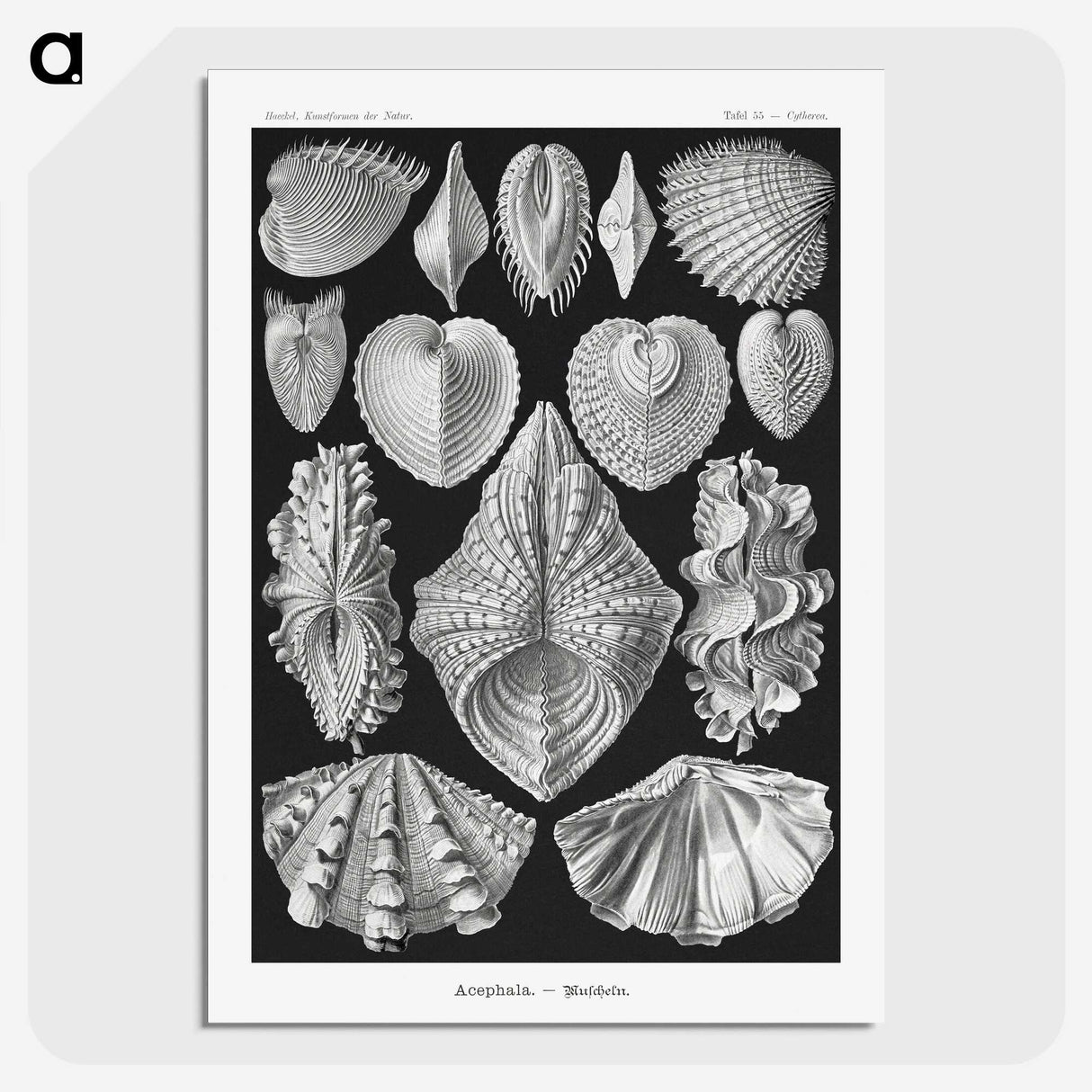 1-66_Ernst-Haeckel_picture-crop