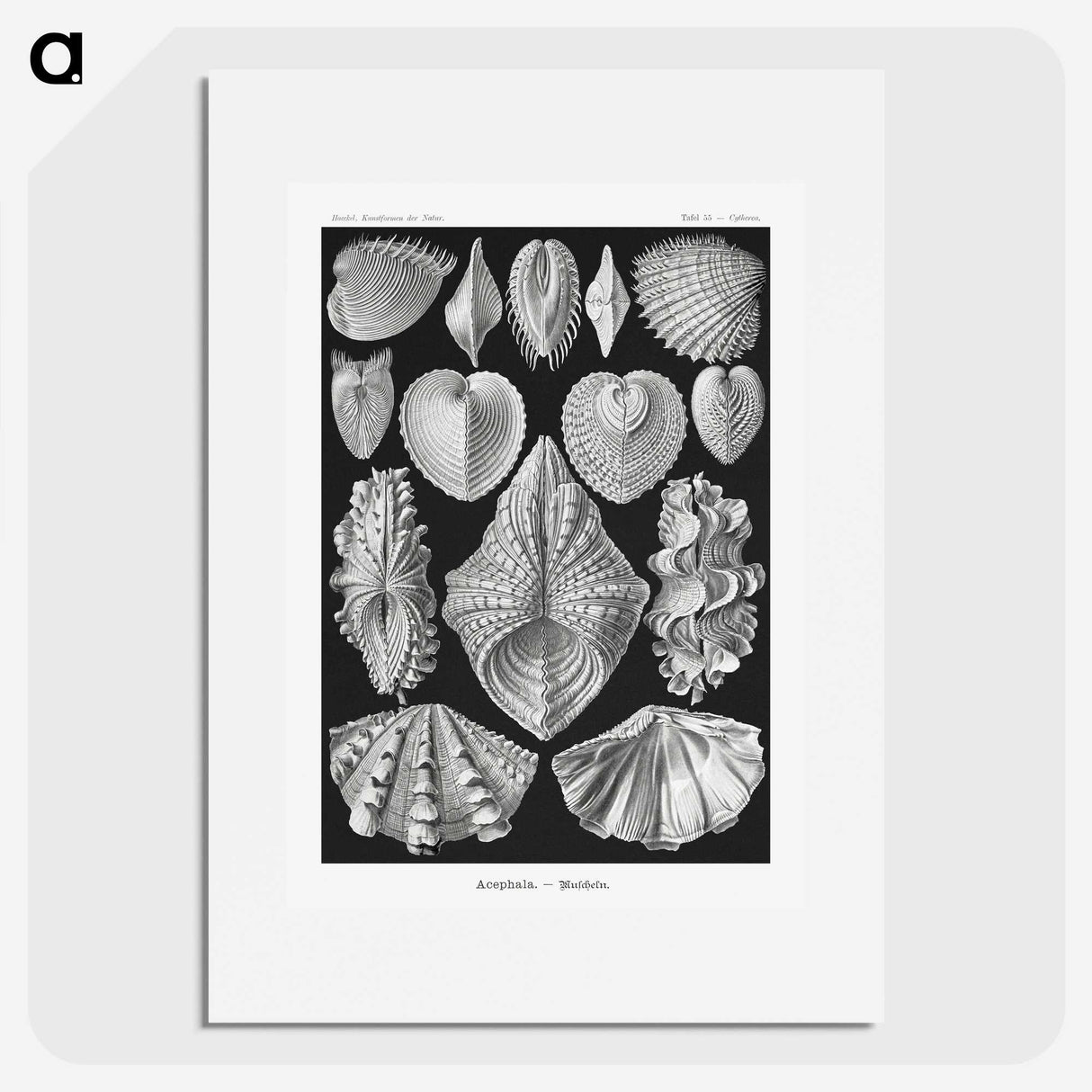 1-66_Ernst-Haeckel_picture