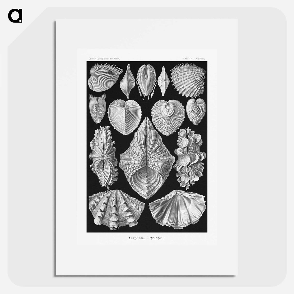 Acephala–Muscheln from Kunstformen der Natur - エルンスト ヘッケル Poster.