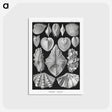 1-66_Ernst-Haeckel_postcard