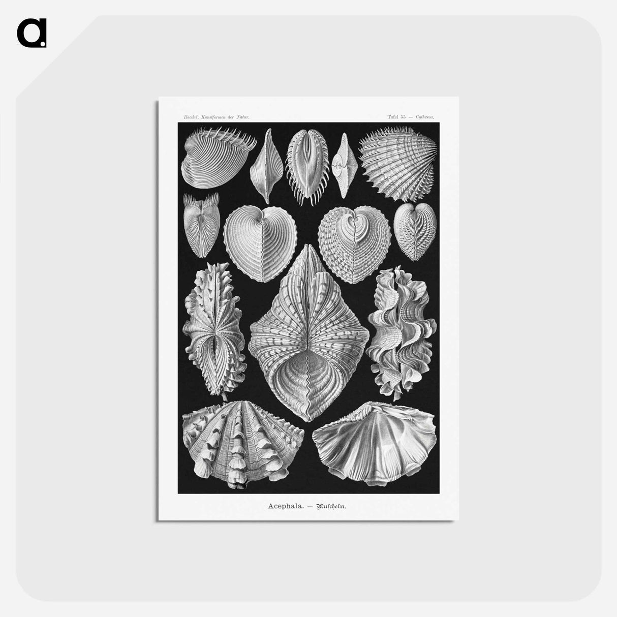 アートポストカード-Acephala–Muscheln from Kunstformen der Natur - エルンスト ヘッケル Postcard.