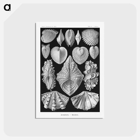 アートポストカード-Acephala–Muscheln from Kunstformen der Natur - エルンスト ヘッケル Postcard.