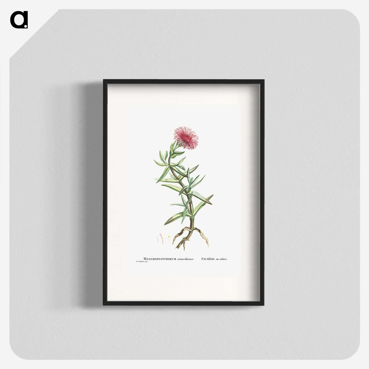 1-66_Histoire-des-Plantes-Grasses_blk