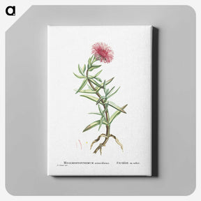 1-66_Histoire-des-Plantes-Grasses_canvas