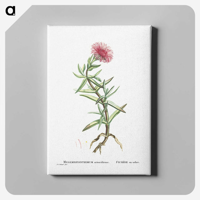1-66_Histoire-des-Plantes-Grasses_canvas