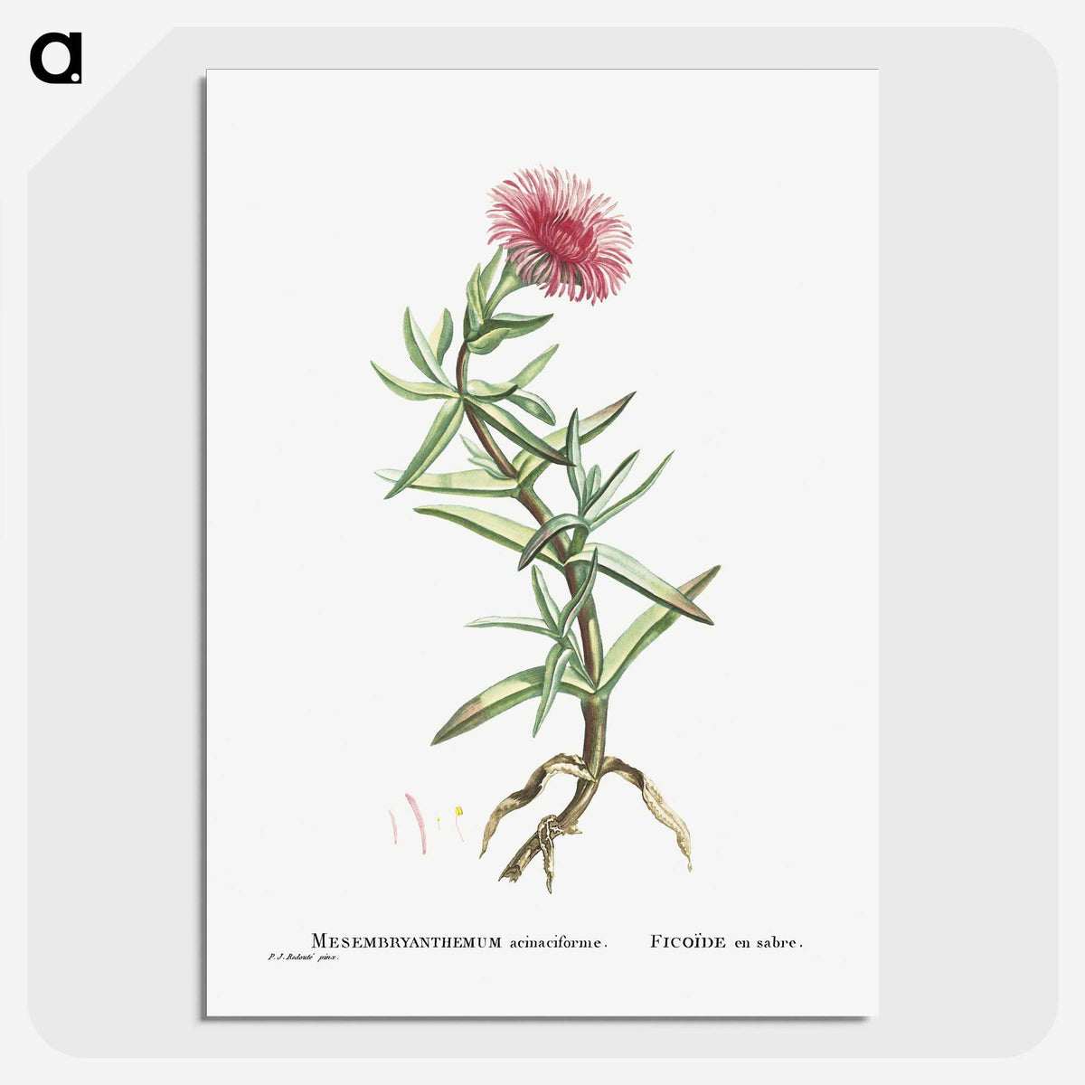 1-66_Histoire-des-Plantes-Grasses_picture-crop
