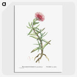 1-66_Histoire-des-Plantes-Grasses_picture-crop