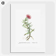 1-66_Histoire-des-Plantes-Grasses_picture