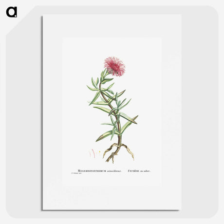 1-66_Histoire-des-Plantes-Grasses_picture