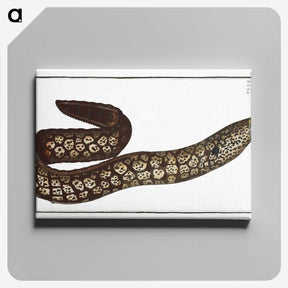 1-66_Ichtyologie-ou-Histoire-naturelle_canvas