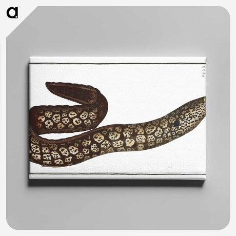 1-66_Ichtyologie-ou-Histoire-naturelle_canvas