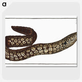 1-66_Ichtyologie-ou-Histoire-naturelle_picture-crop