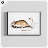1-66_Indian-Zoology_blk-crop