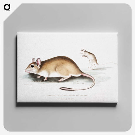 1-66_Indian-Zoology_canvas