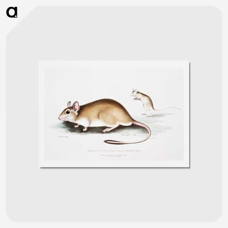 1-66_Indian-Zoology_hagaki