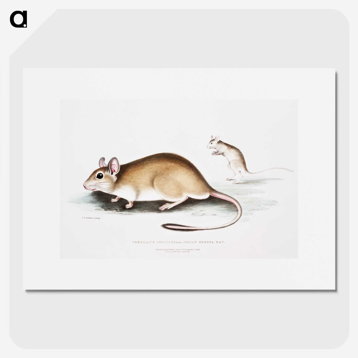 1-66_Indian-Zoology_picture